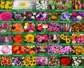 HOME GARDEN 16 variety flower seeds combo pack with instruction manual