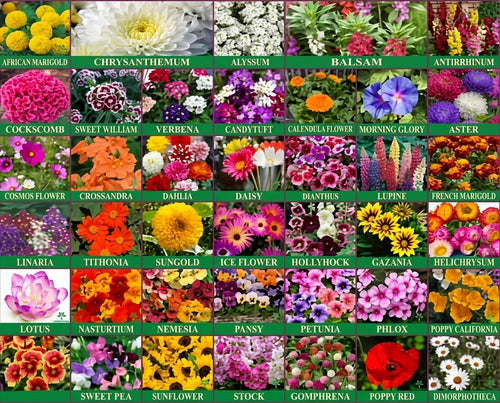 HOME GARDEN 16 variety flower seeds combo pack with instruction manual