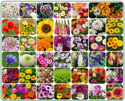 16-Variety Flower Seed Combo Pack (with Growing Guide)